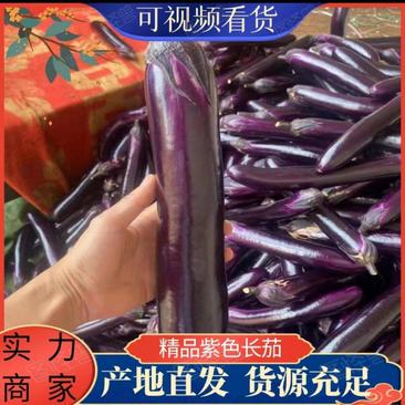 广东紫长茄，产地直供，条形好，价格低，全国供货，欢迎来电