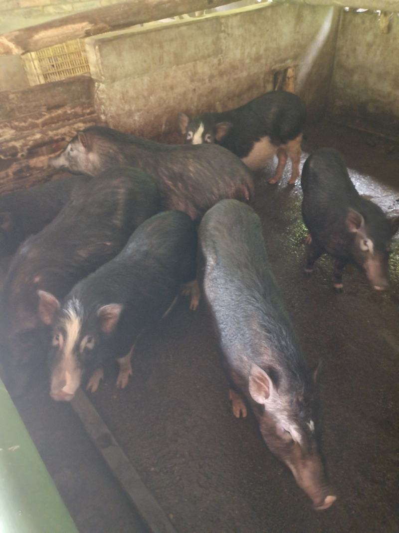 肉桂