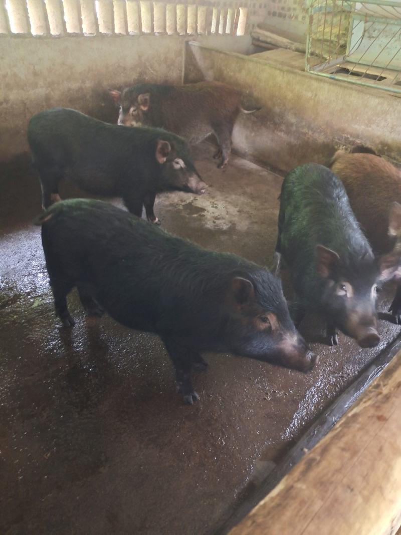 肉桂