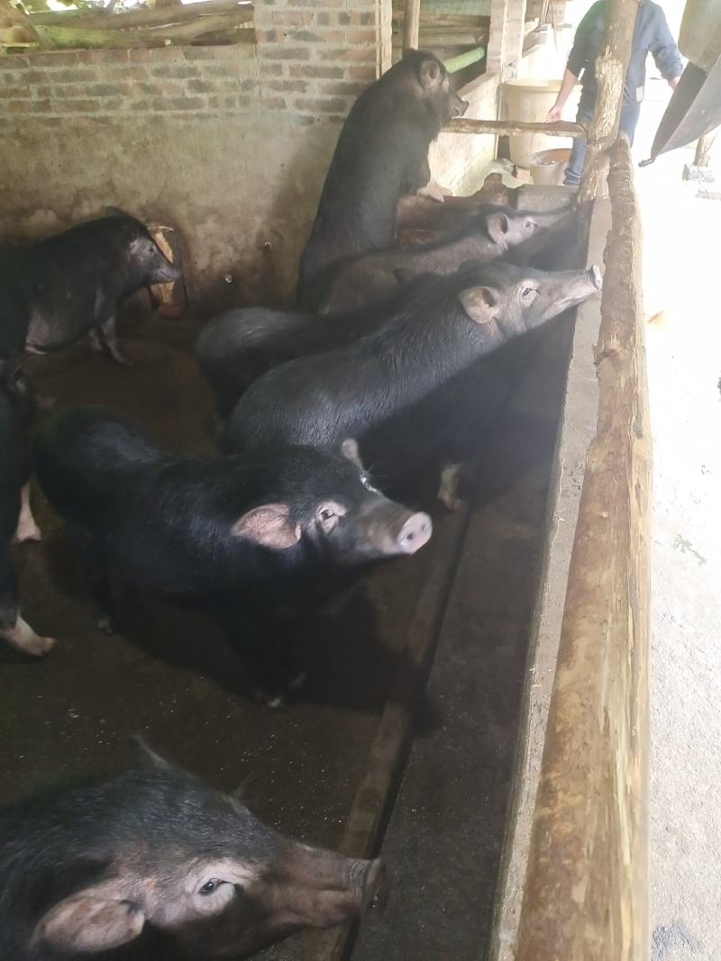 肉桂