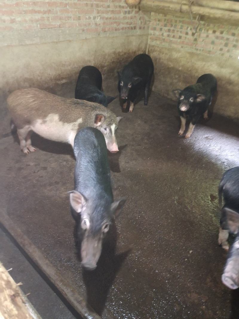 肉桂
