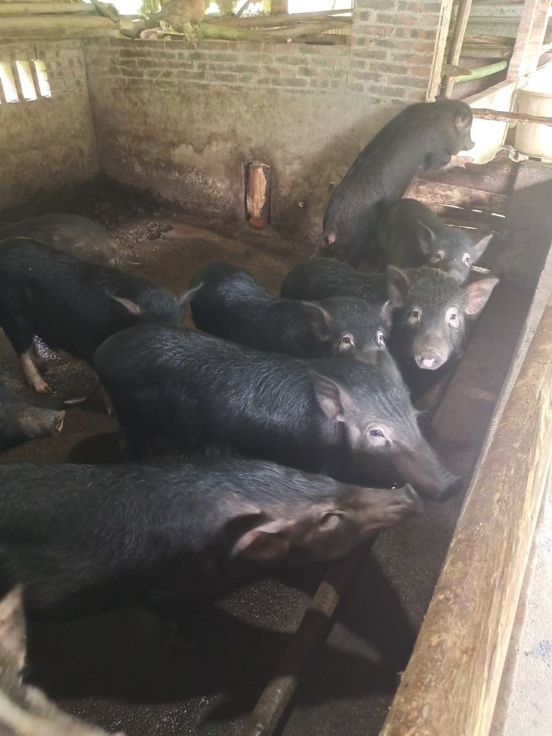 肉桂