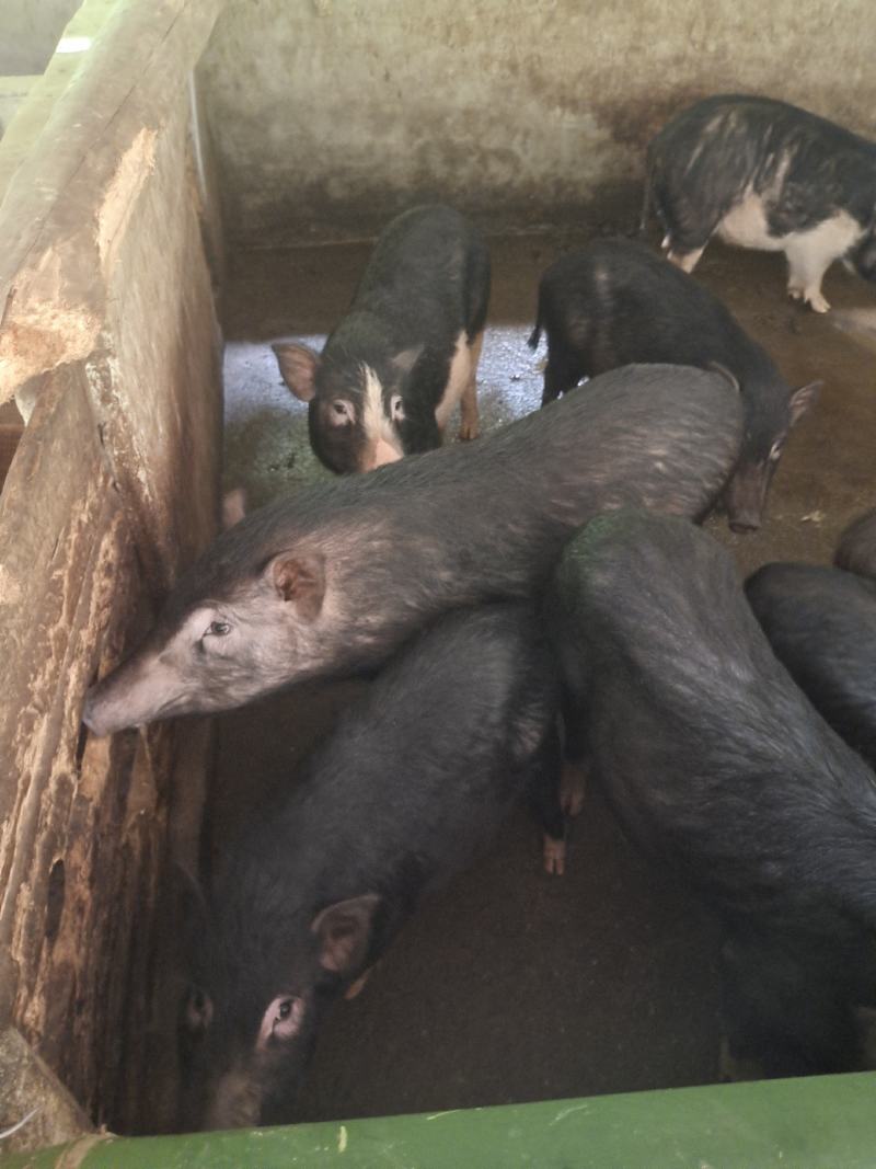 肉桂