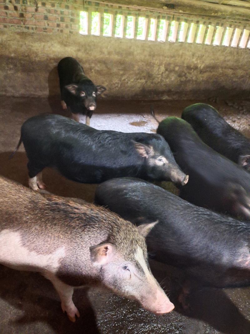 肉桂