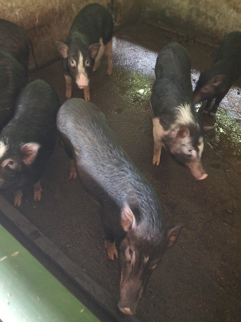 肉桂