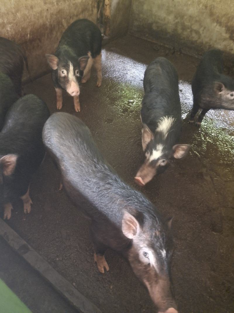肉桂
