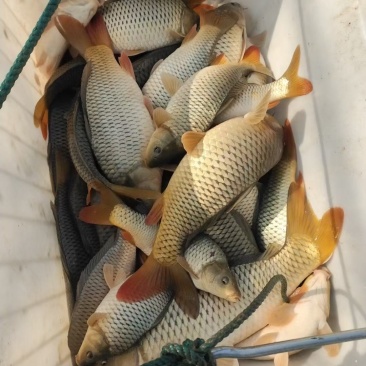 鲤鱼