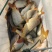 鲤鱼
