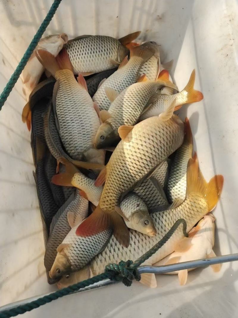 鲤鱼