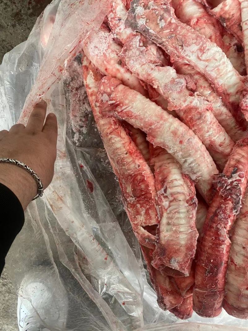 牛肺管