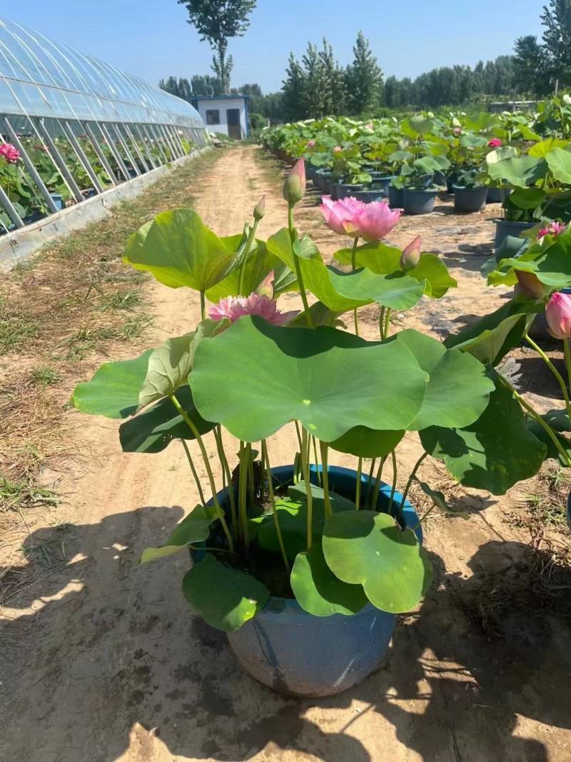 盆栽荷花，荷花，盆栽精品荷花，白洋淀盆栽荷花