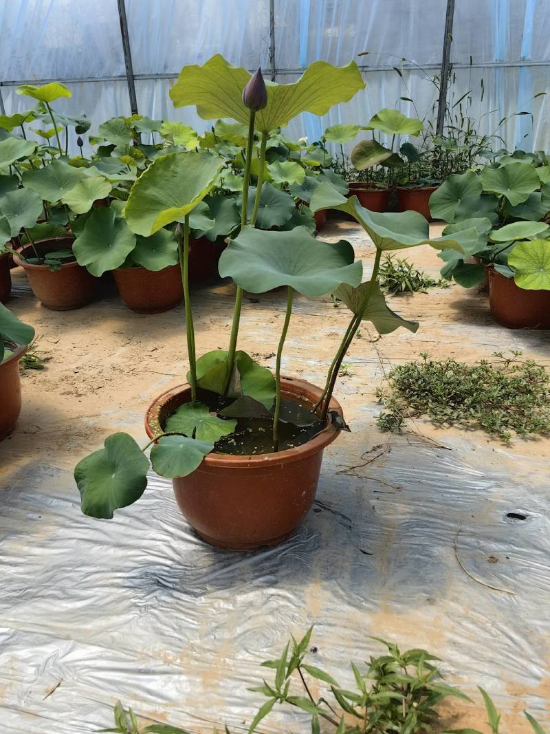 盆栽荷花，荷花，盆栽精品荷花，白洋淀盆栽荷花
