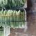 精品苦瓜，白苦瓜，油苦瓜，青苦瓜，大棚种植，基地货