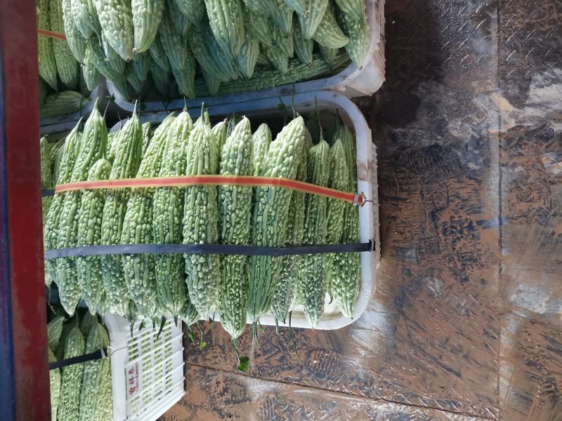 精品苦瓜，白苦瓜，油苦瓜，青苦瓜，大棚种植，基地货