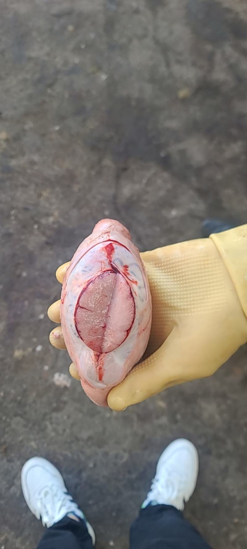牛蛋