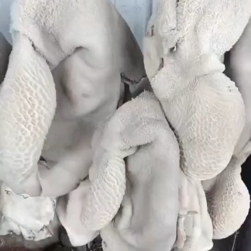 牛肚
