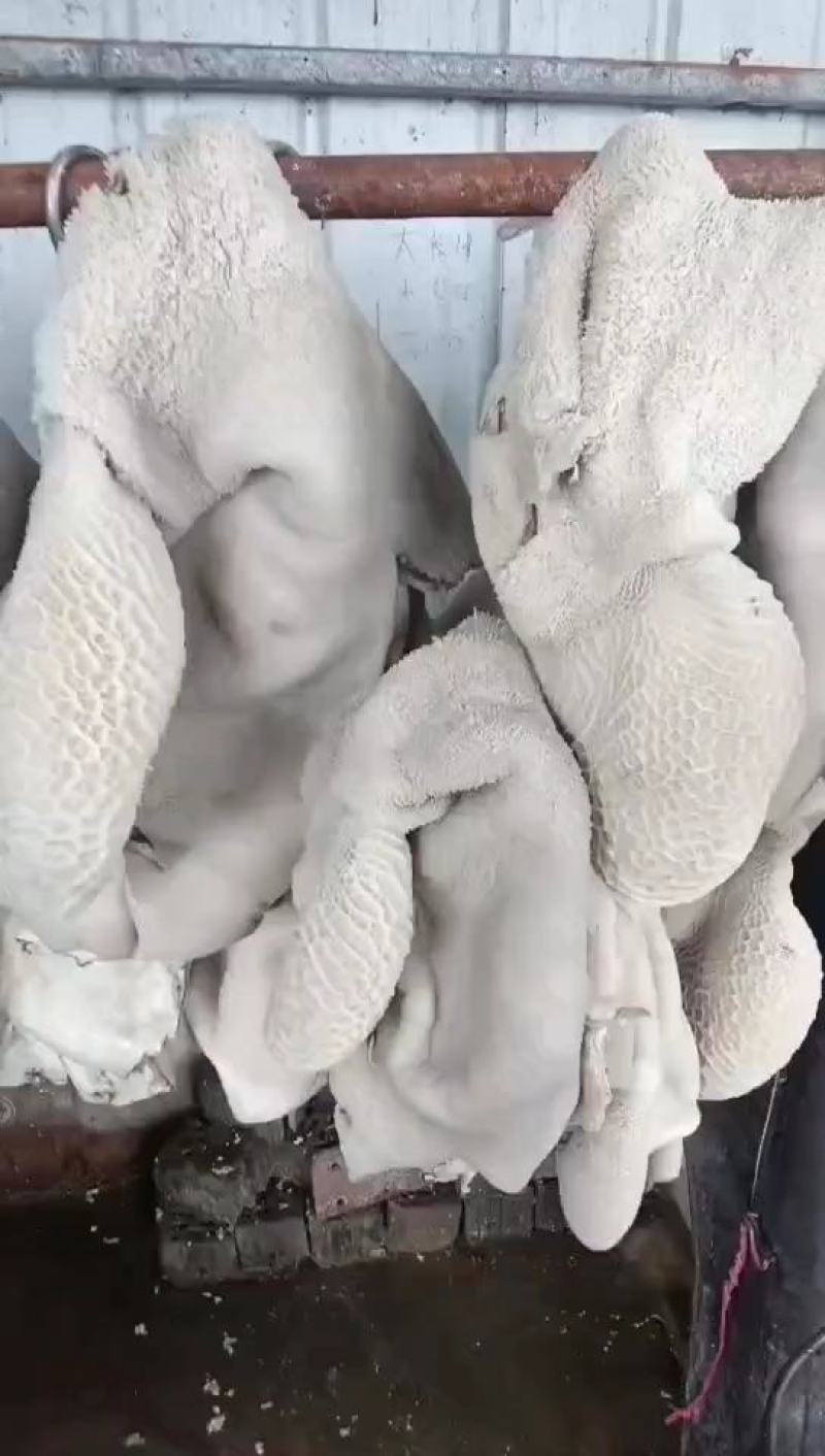 牛肚