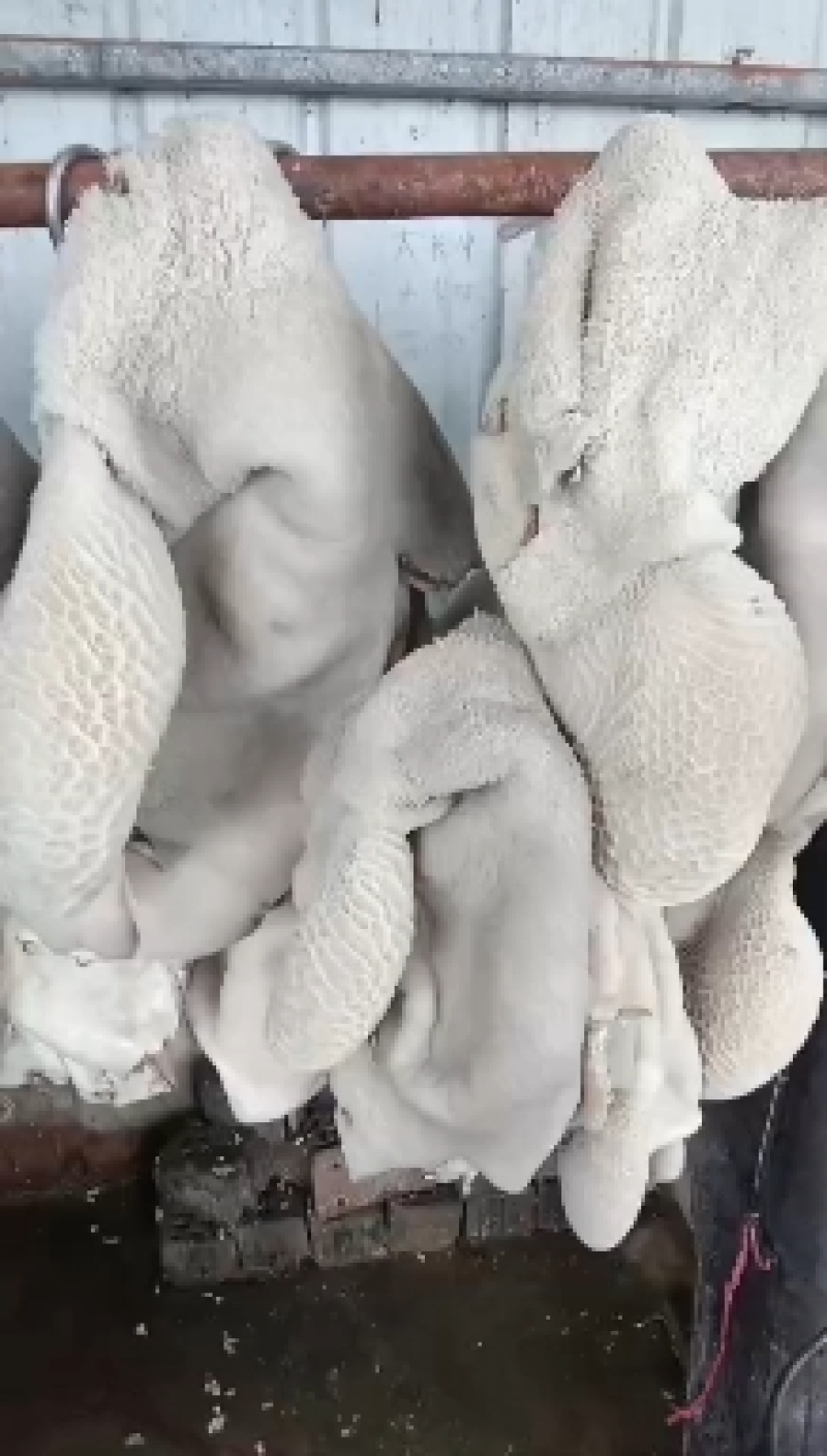 牛肚