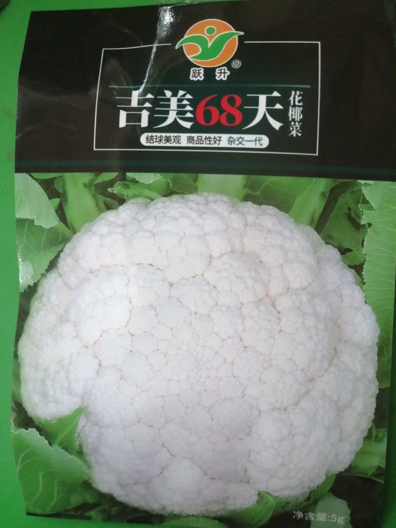 吉美68天花椰菜结球美观香品性好雪白好看定植后68天采收