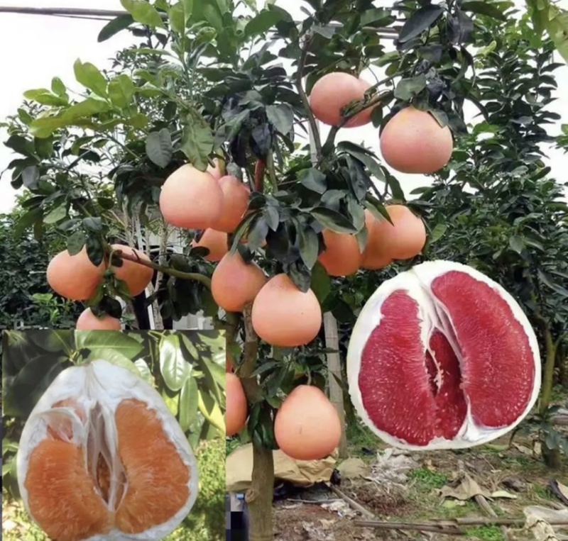 三红柚苗，三红柚子苗基地直发品种保证，