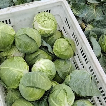 萧山球菜