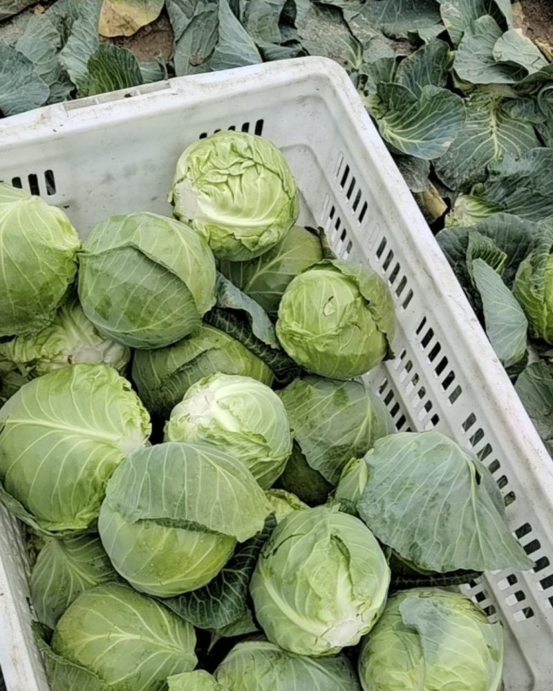 萧山球菜