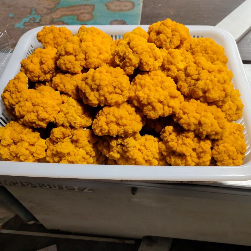 金耳菌