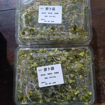 有机萝卜苗有机芽苗菜水培萝卜苗