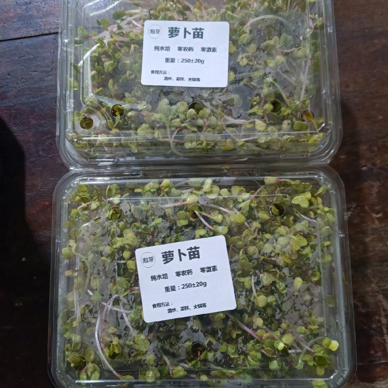 有机萝卜苗有机芽苗菜水培萝卜苗