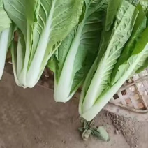 山东小白菜，精品快菜，货源充足，量大从优，欢迎采购