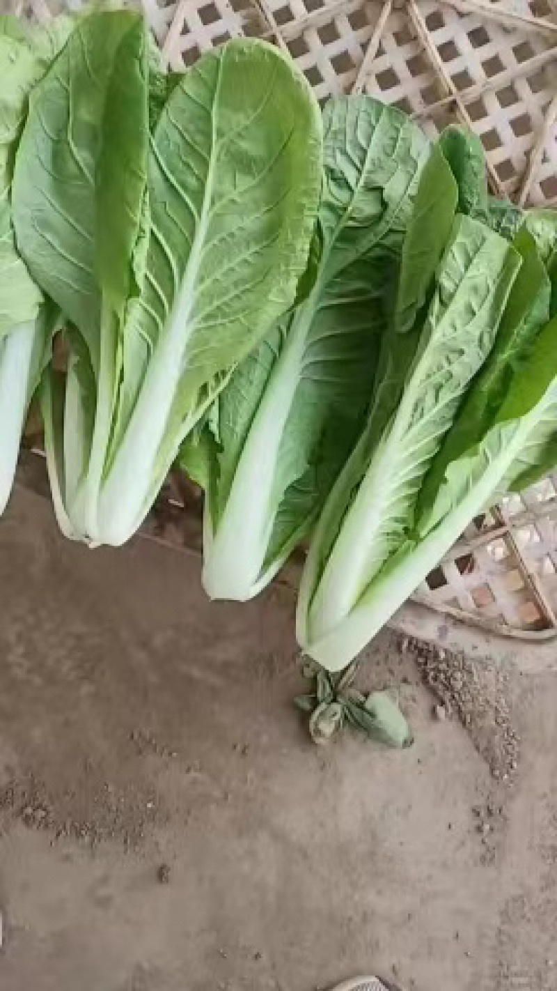 山东小白菜，精品快菜，货源充足，量大从优，欢迎采购