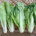山东小白菜，精品快菜，货源充足，量大从优，欢迎采购
