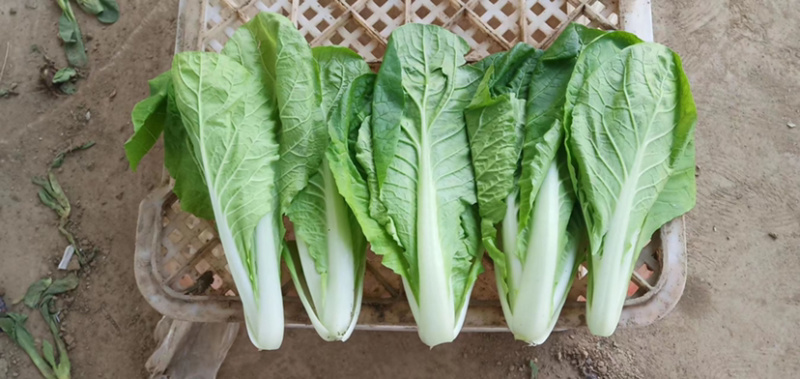 山东小白菜，精品快菜，货源充足，量大从优，欢迎采购