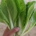 山东小白菜，精品快菜，货源充足，量大从优，欢迎采购