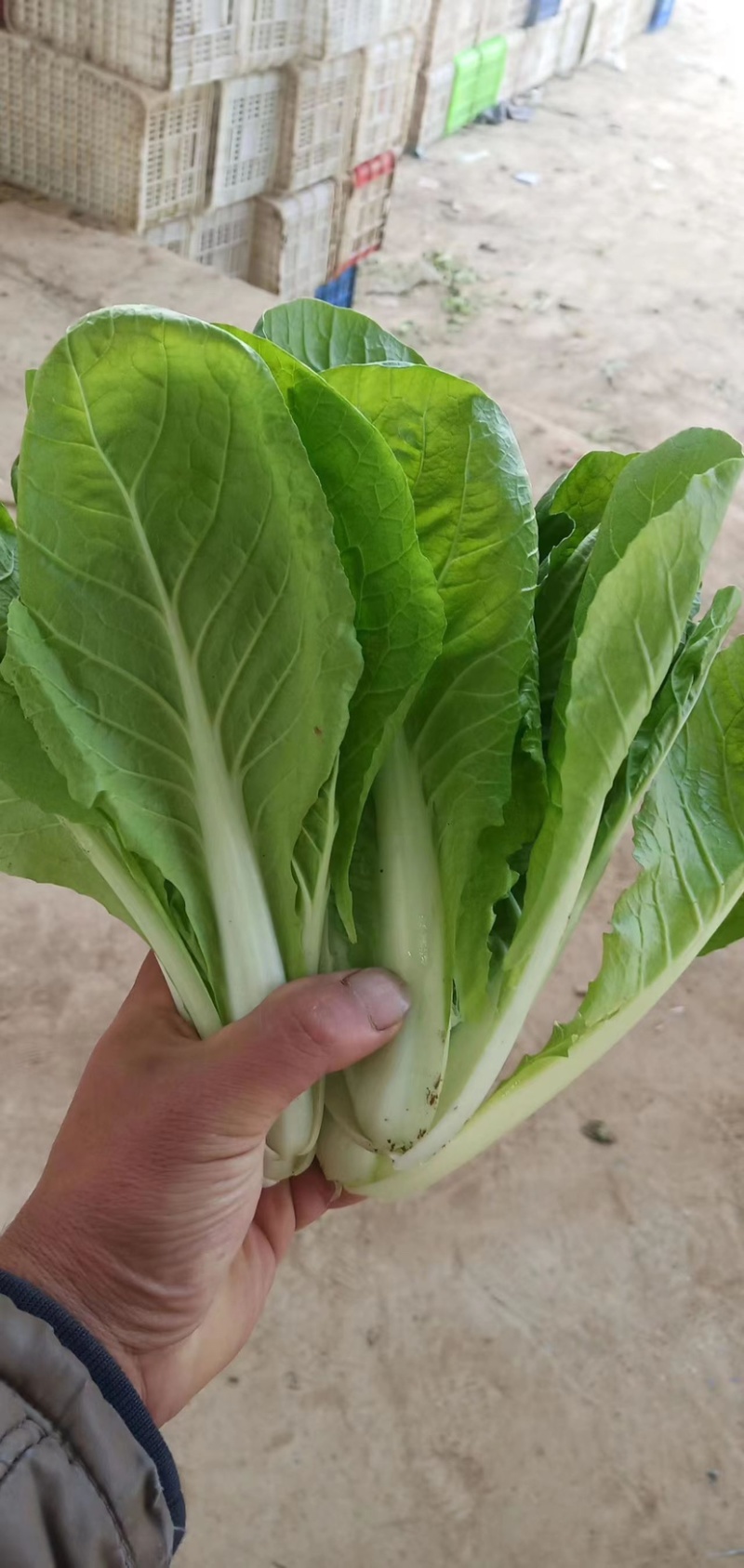 山东小白菜，精品快菜，货源充足，量大从优，欢迎采购
