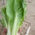 山东小白菜，精品快菜，货源充足，量大从优，欢迎采购