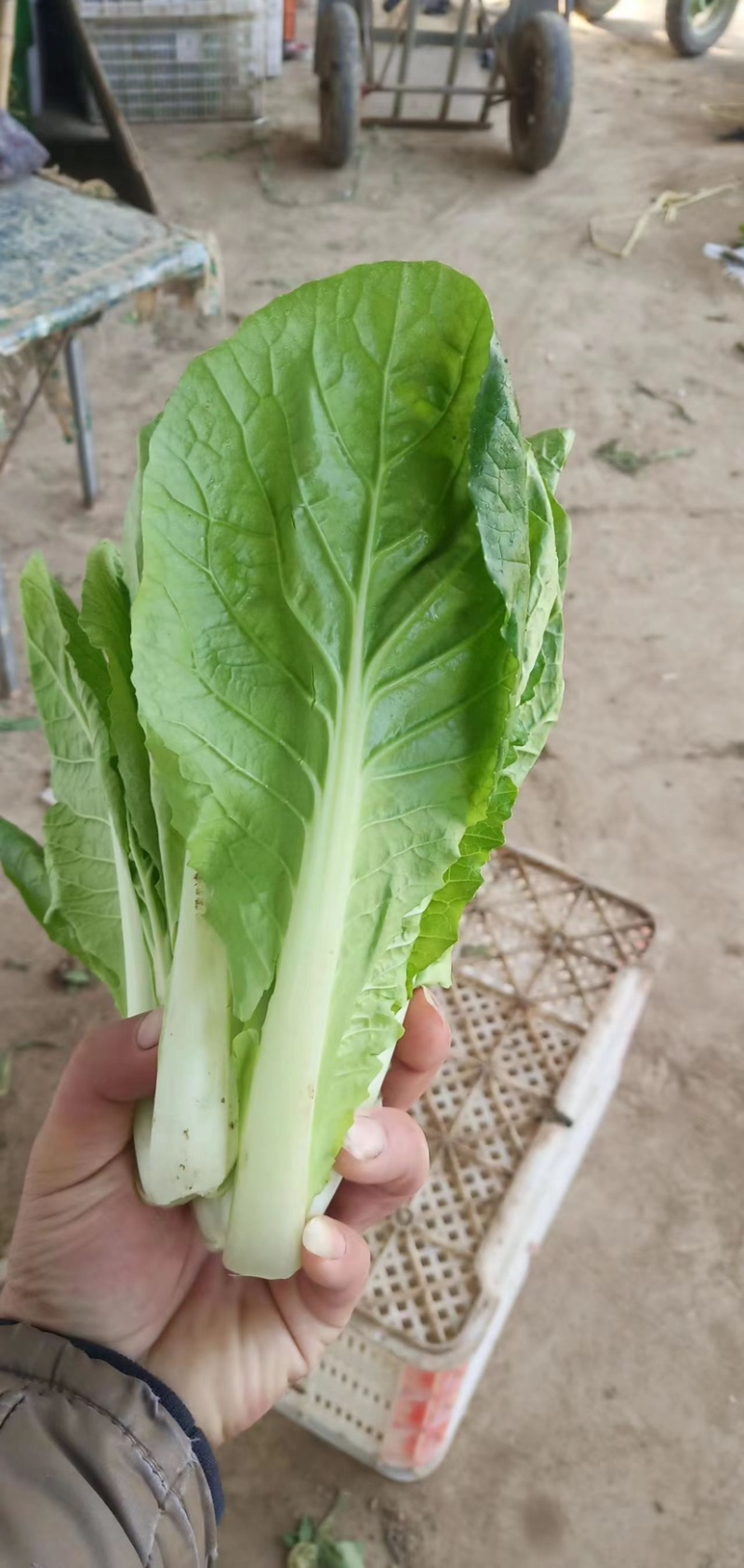 山东小白菜，精品快菜，货源充足，量大从优，欢迎采购