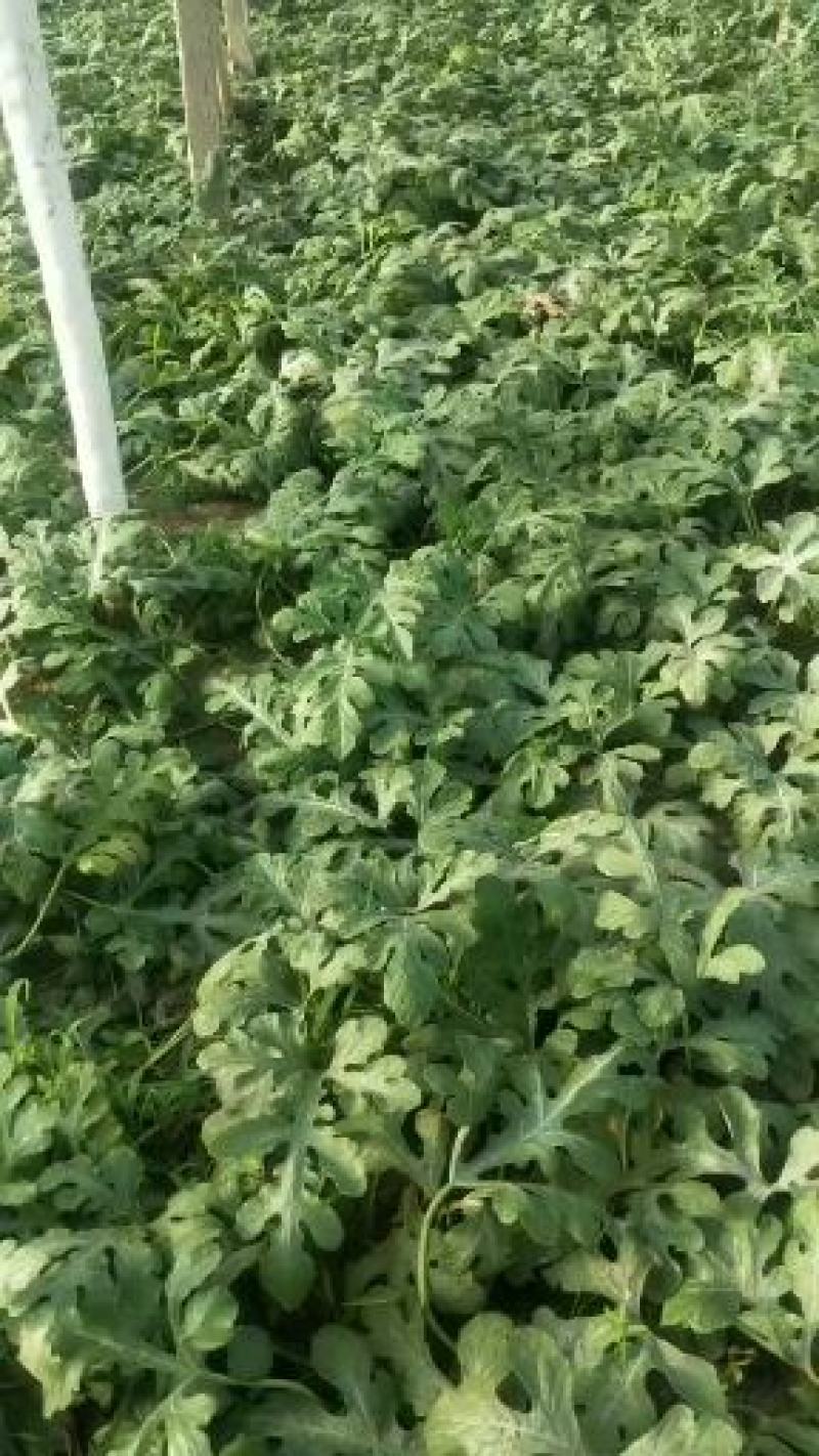 山东泗水精品甜王西瓜头茬货9成熟保熟包甜大小都有瓤口好全国接