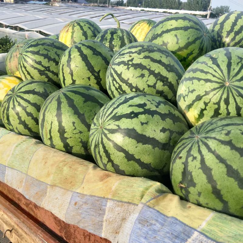 山东泗水精品甜王西瓜头茬货9成熟保熟包甜大小都有瓤口好全国接