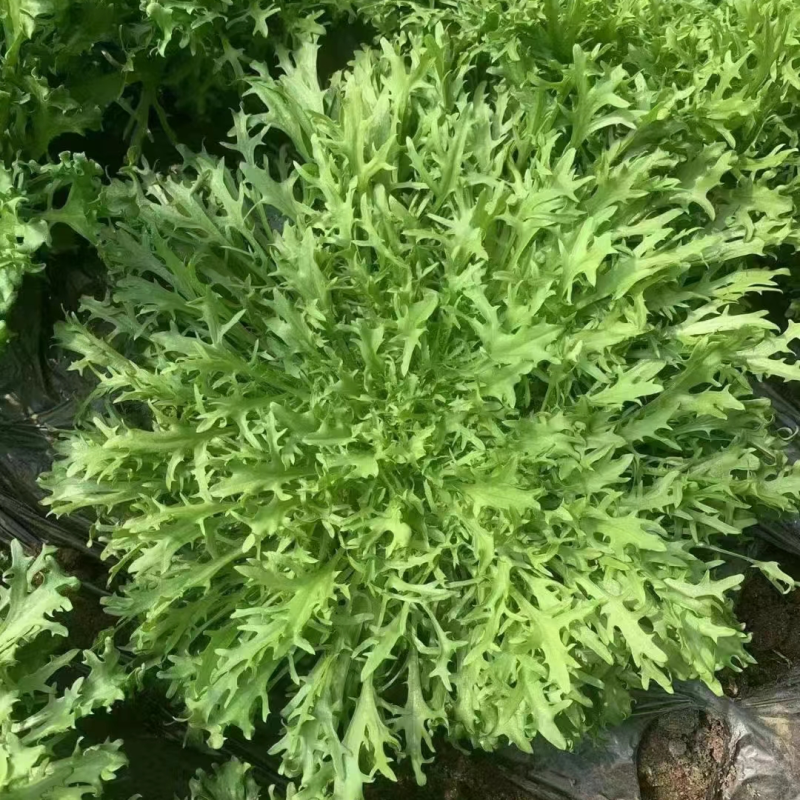 精品苦菊、辽宁万亩基地，保质保量，质优价低