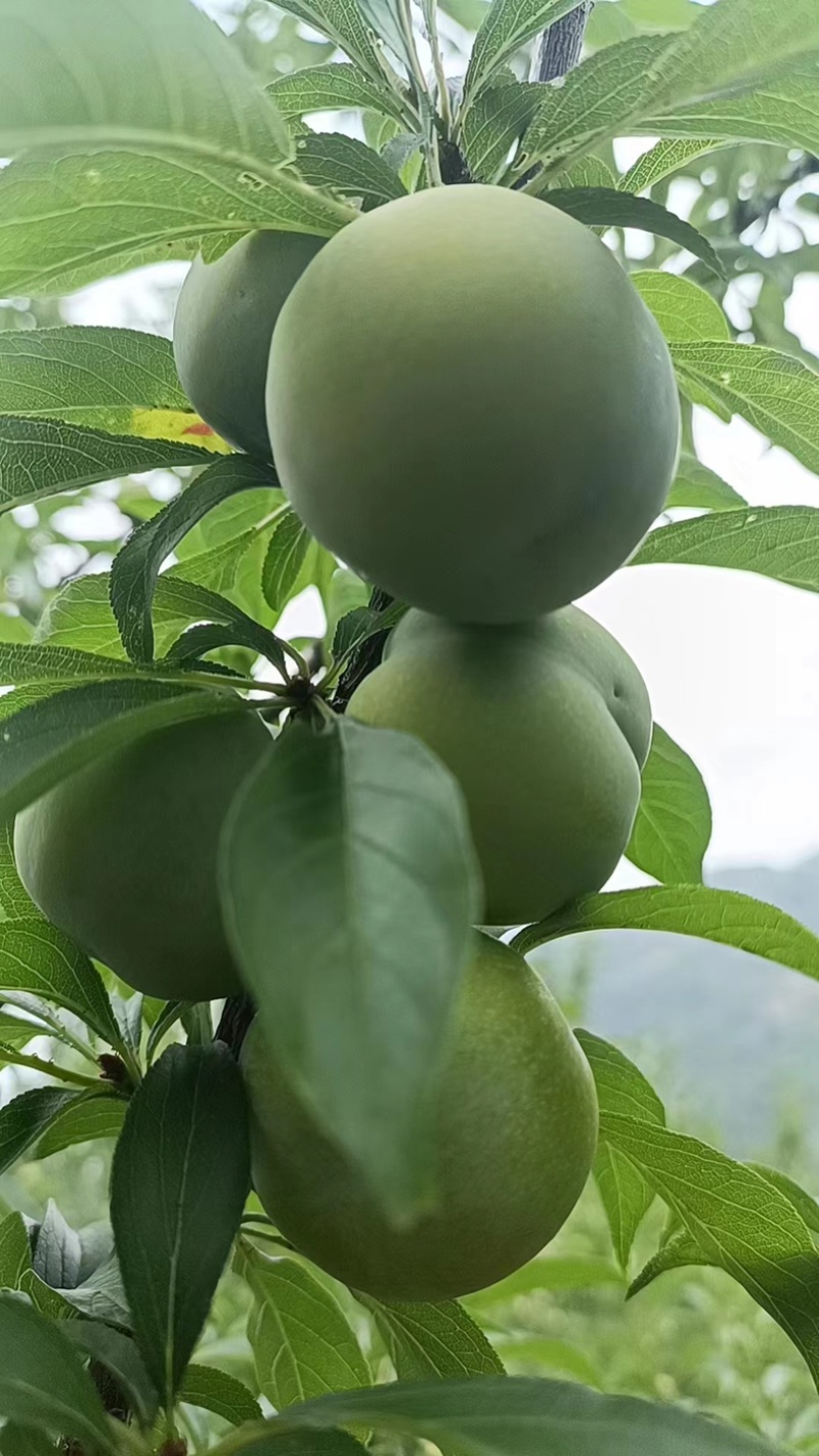 【推荐】5月脆李子大量上市中！产地实发可支持视频看货！