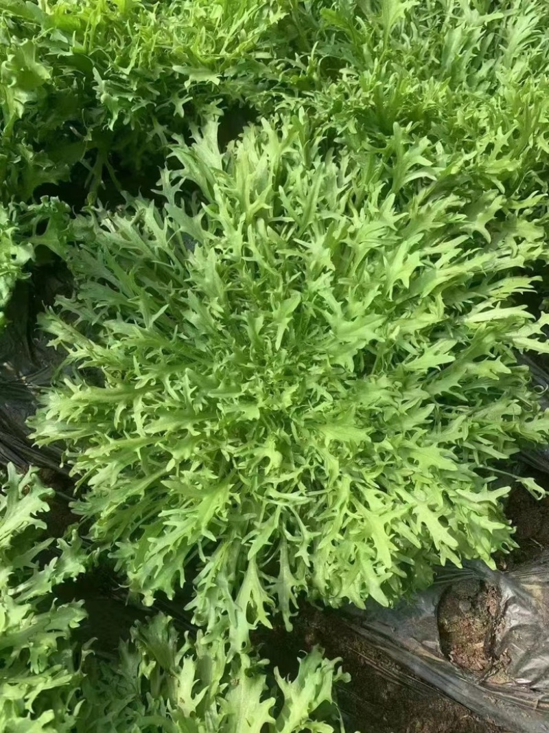 精品苦菊、辽宁万亩基地，保质保量，质优价低