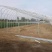 钢结构养鸡大棚保温隔热钢管建设温室蔬菜种植观光大棚