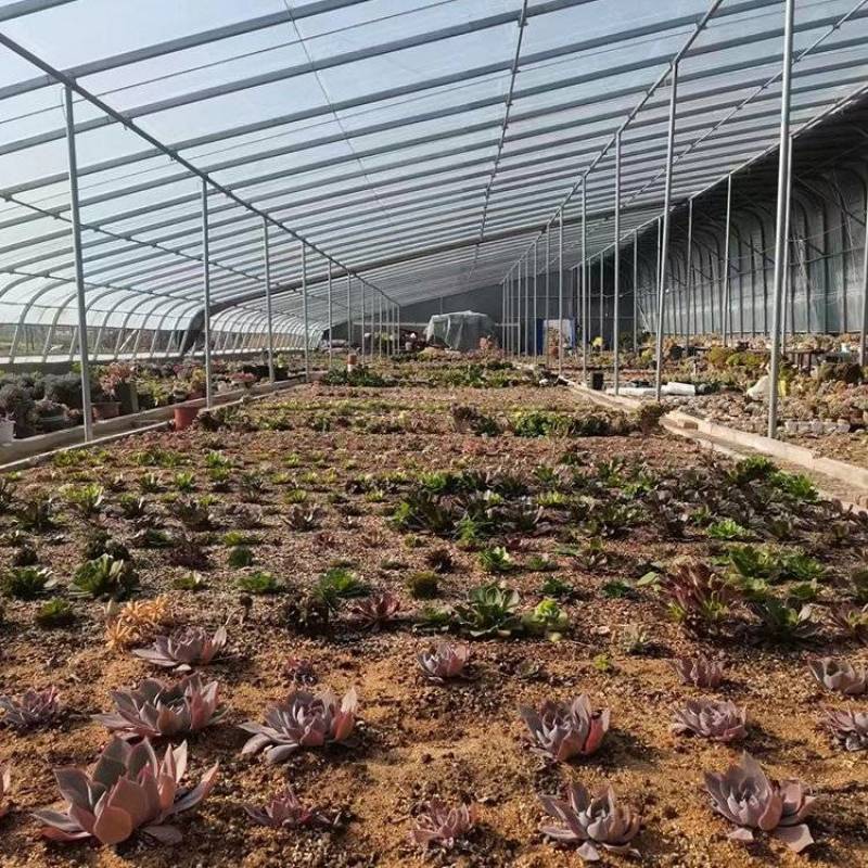 钢结构养鸡大棚保温隔热钢管建设温室蔬菜种植观光大棚
