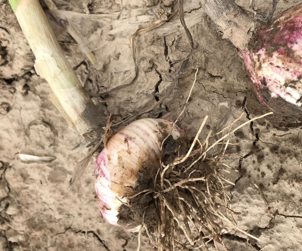新鲜采摘的独头蒜,表皮洁白,蒜瓣饱满 独头蒜实物图