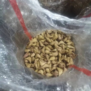 生菱角熟菱角菱角米老菱角嫩菱角批发代收代发