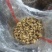 生菱角熟菱角菱角米老菱角嫩菱角批发代收代发