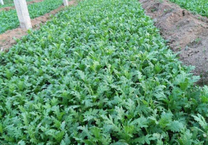 地图形式展示中国四大区域(华北、长江流域、西南、西北)的香菜种植时间轴与连作策略,配有气候图标、播种符号和收获标记,便于理解区域差异 不同地区香菜种植模式对比图