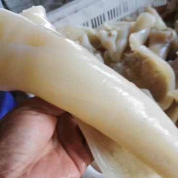牛蹄皮，新鲜干净五毛，肉厚，厂家直发，量大从优
