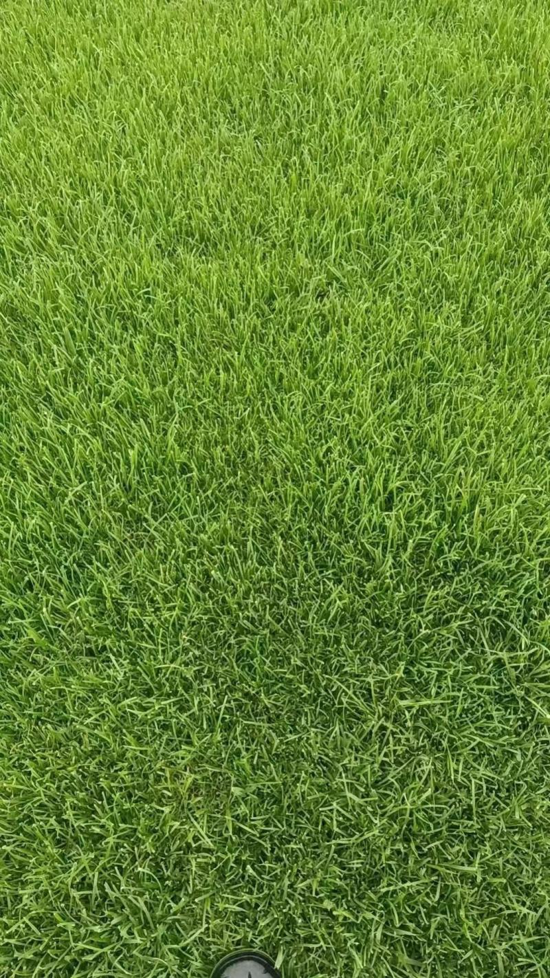 混播草皮